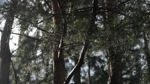 Dew Drops on Coniferous Tree Branches