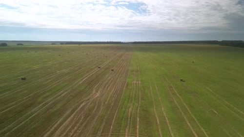 Yellow field with harvested wheat and hay bales. Aerial view of the field with square bales