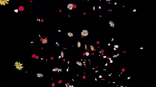 Flower Fall Loop on Alpha 4K.