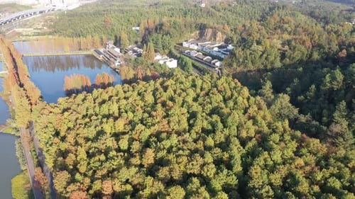 Autumn forest