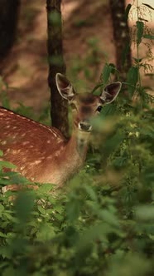 Spotted Deer in Forest Undergrowth Eating and Looking Around