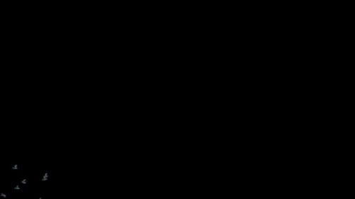 Swarm of Bats Flying Across Dark Sky