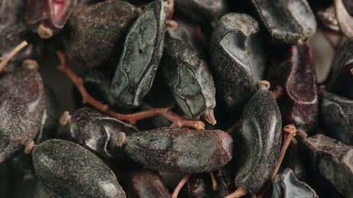 Épine-vinette séchée sur bureau gris Gros plan Macro Black Red Spice pour la nourriture Berberisvulgaris Berries pour le thé