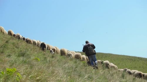 Schäfer treibt Schafe auf die Weide