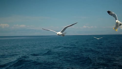 Seagulls flying and gliding above a blue sea in slow motion