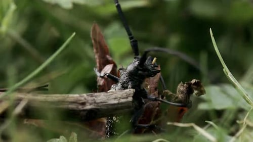 Insecto sentado en la pradera de verano Creativo tocando un bicho con un palo Pequeño insecto sentado en