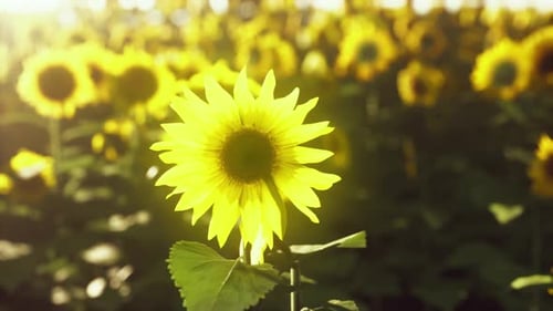 Field of Blooming Sunflowers on Sunset