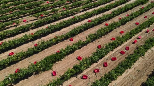 Vineyards And Harvest