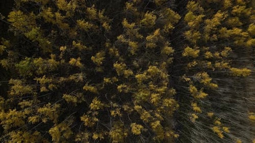 A Large Forest and Mountain Landscape Full of Poplar Trees