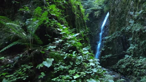 Lush Waterfall in Green Tropical Canyon