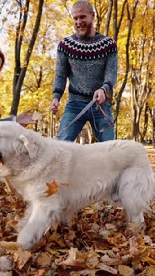 Autumn Games with Pet Young Happy Couple in Love Playing with Dog in Fall Park Throwing Leaves and