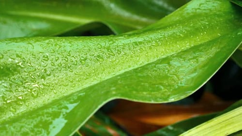 Vibrant Rain Green Leaves