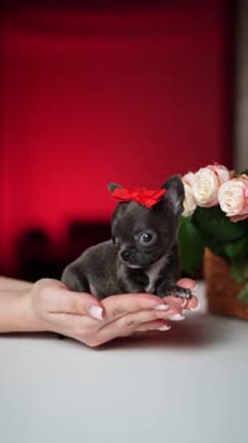 Chihuahua Puppy Sitting on a white table near a bouquet of flowers. Cute domestic pets