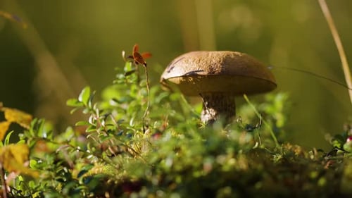 A mushroom in the colorful forest undergrowth. A close-up parallax shot. Bokeh.
