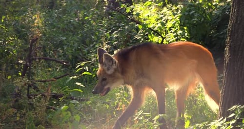 Lobo de crin en el bosque. El lobo de crin (Chrysocyon brachyurus)
es un gran canino de América del Sur.