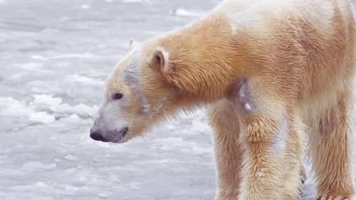 Slow Motion 120 Fps Video of Female Polar Bear and Her Polar Bear Cub in Nature Landscape Near Cold