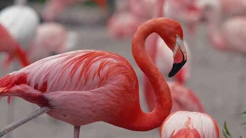 Lebendige Flamingos, die in einer Herde stehen, Lebensraum für Wildtiere, lebendige Vögel, exotische Natur