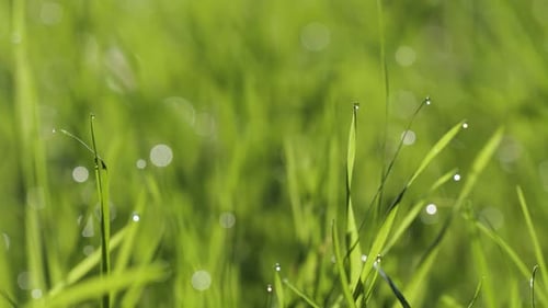 Beads of dew on the fresh green grass.
