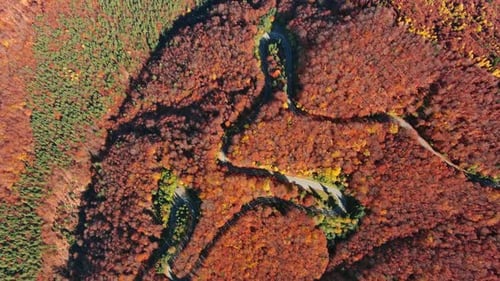 Curved Road Trough Autumn Forest