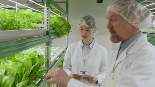 Scientists Examine Leafy Greens in Indoor Farm