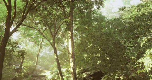Lush Greenery in a Tranquil Forest Under Soft Sunlight During the Morning