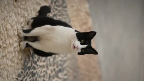 Black and White Stray Cat Sitting Outdoor and Meowing