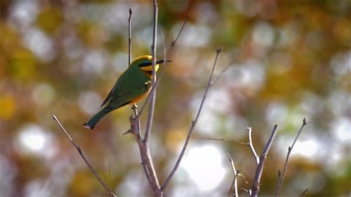 Little bee eater on branch in Africa