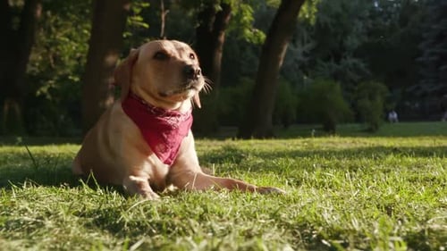 Adorable Labrador Retriever Resting in Park with Bandana