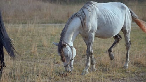 White horse grazing in field with other horses