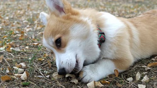 Un pequeño Corgi galés paseando masticando un juguete en el parque. El Corgi es un perro real.