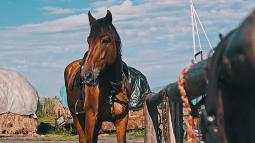 Brown Horse in Gear Stands By Wooden Paddock Outdoor on Village Farm Slow Motion