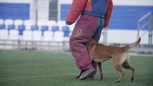 Belgian Shepherd Dog Keeps Up with His Trainer Teamwork with a Service Dog