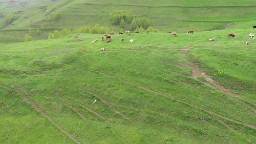 Aerial View of Grazing Cows, Livestock in a Green Meadow, Pasture