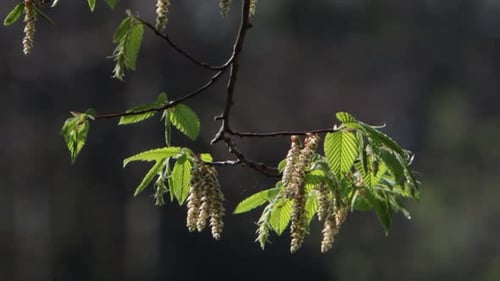 Backlit catkins and leaves on a tree in early Spring sun. UK