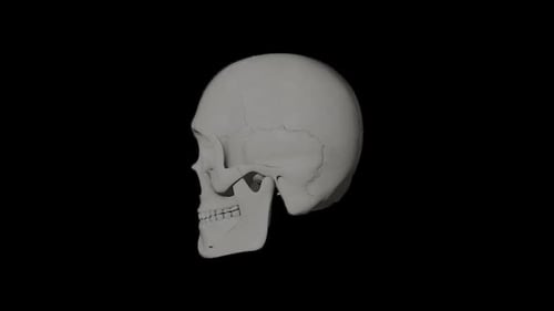 3d render skull animated
