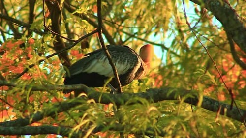 Buff-Necked Ibis Perched On a Tree Branch