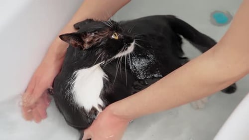 Cat Receives Gentle Bath in Bathtub at Home