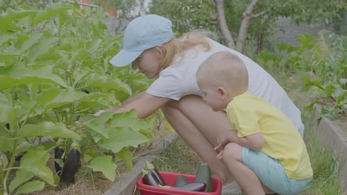 Three Year Old Boy And His Mother Picking Aubergines In The Vegetable Garden 1