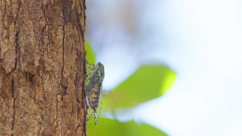 Cicada clings to tree bark chirping loudly