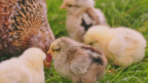 Hen Walks with Her Little Chicks