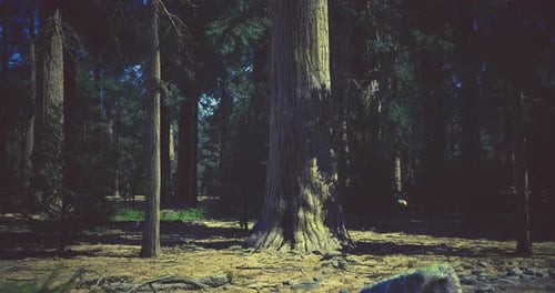 Sunlit Grove of Towering Trees in a Tranquil Forest