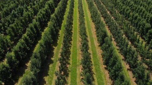 Aerial fly over the green orchard in summer with endless rows of beautiful apple trees
