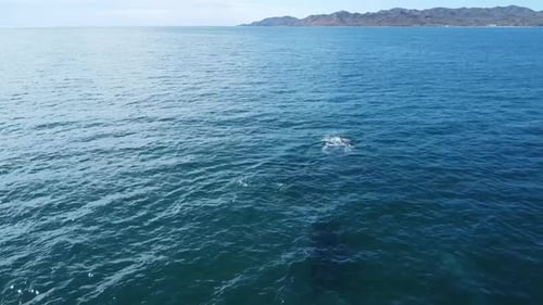 Grey whales swimming undersea along coast of Baja California Sur in Mexico. Aerial drone view