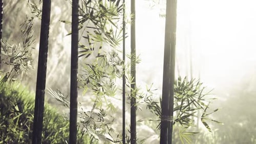 Bamboo Forest with Soft Sunlight Filtering Through Greenery in Nature