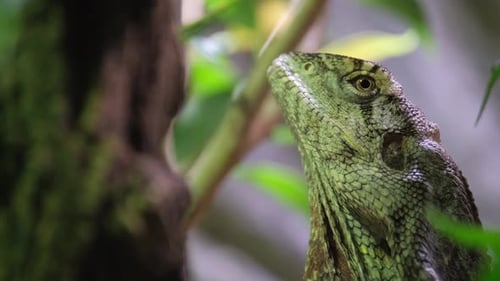 A Green Iguana Rests on a Tree in Its Habitat Male Iguana A Large Lizard