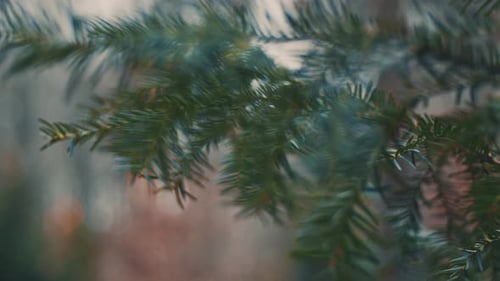 close up of pine tree with defocused leaf at park forest