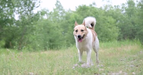 Happy dog running through a meadow