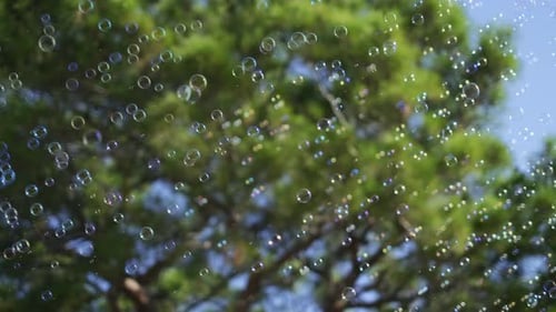 Slow motion, many soap bubbles floating with green tree background. 4K.