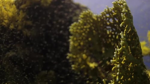 Glasfische am Korallenriff des Roten Meeres in Ägypten, aufgenommen auf 4K