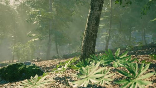 Calm Forest Landscape with Sunlight Filtering Through Trees and Foliage